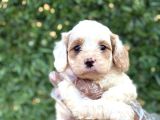 2 aylık original cavapoo yavrumuz