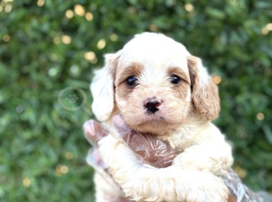 2 aylık original cavapoo yavrumuz