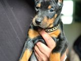 Safkan King Doberman Yavruları