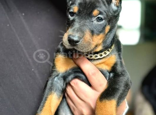 Safkan King Doberman Yavruları görsel