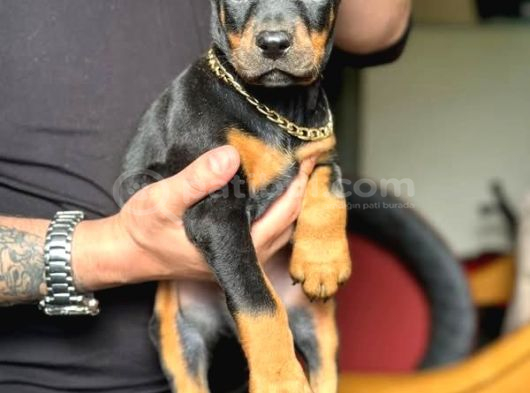 Safkan King Doberman Yavruları görsel