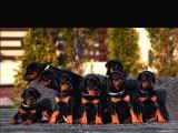 Safkan King Doberman Yavruları