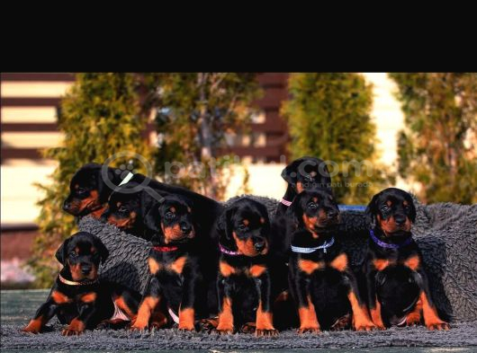 Safkan king doberman yavruları