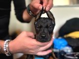 Safkan King Doberman Yavruları