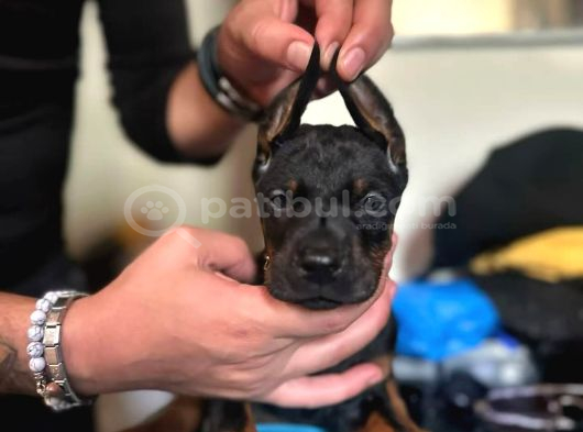 Safkan King Doberman Yavruları görsel