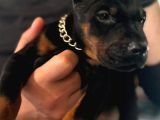 Safkan King Doberman Yavruları