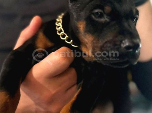 Safkan King Doberman Yavruları görsel
