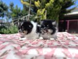 Panda Pomeranian Yavrular En Özeli En Uygun