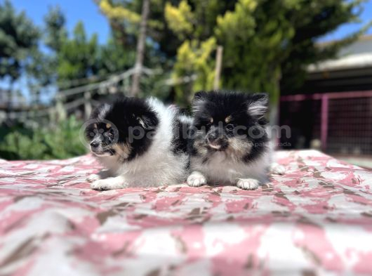 Panda Pomeranian Yavrular En Özeli En Uygun görsel