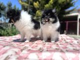 Panda Pomeranian Yavrular En Özeli En Uygun