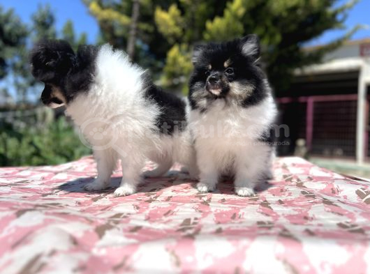 Panda Pomeranian Yavrular En Özeli En Uygun görsel
