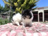 Panda Pomeranian Yavrular En Özeli En Uygun