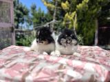 Panda Pomeranian Yavrular En Özeli En Uygun