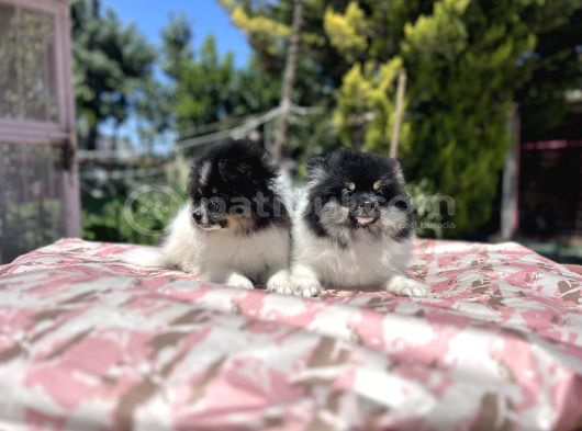 Panda Pomeranian Yavrular En Özeli En Uygun görsel