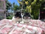 Panda Pomeranian Yavrular En Özeli En Uygun