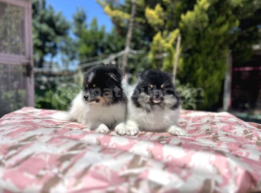 Panda Pomeranian Yavrular En Özeli En Uygun görsel
