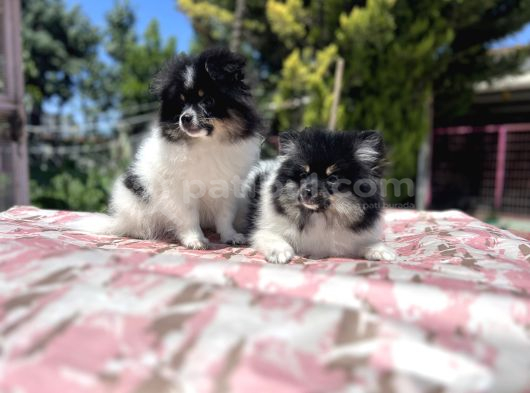 Panda Pomeranian Yavrular En Özeli En Uygun görsel