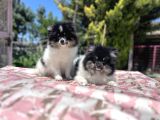 Panda Pomeranian Yavrular En Özeli En Uygun