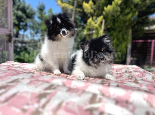 Panda pomeranian yavrular en özeli en uygun