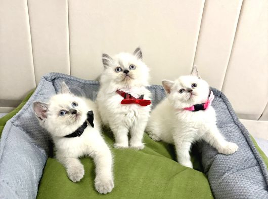 Ev Ortamından Cana Yakın Bebekler görsel