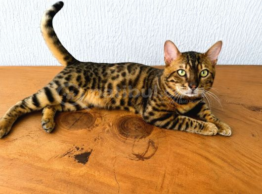 6 aylık bengal erkek yavru