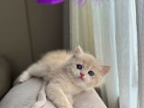 Golden British Shorthair Yavrular