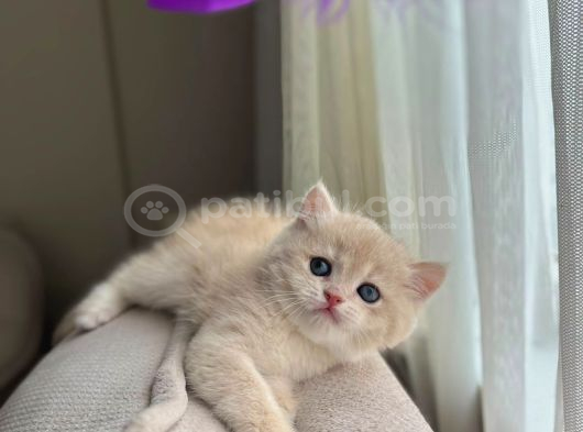 Golden British Shorthair Yavrular görsel