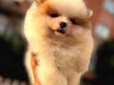 ORİJİNAL POMERANİAN BEBEKLER