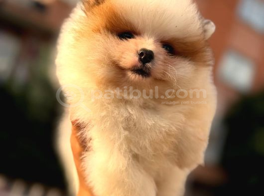 Ori̇ji̇nal Pomerani̇an Bebekler