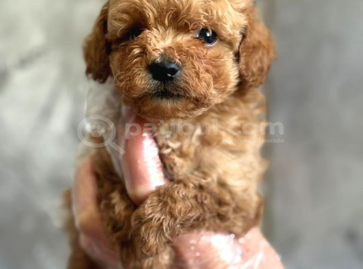 Kore toy poodle bebekler
