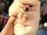 Ori̇ji̇nal Pomerani̇an Bebekler