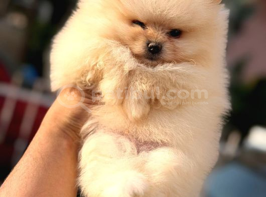 Ori̇ji̇nal Pomerani̇an Bebekler görsel