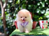 Pomeranian Boo Teddy Bear Yavrularımız En Mini Boy