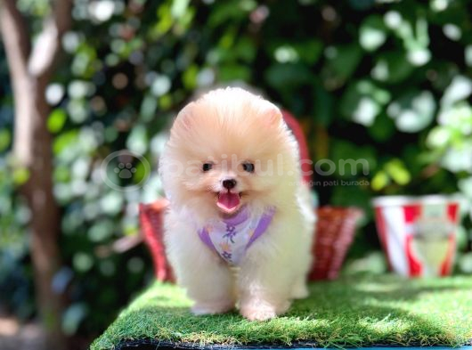 Pomeranian Boo Teddy Bear Yavrularımız En Mini Boy görsel