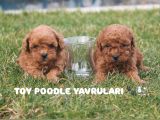 Üst Kali̇te Toy Poodle Yavrulari