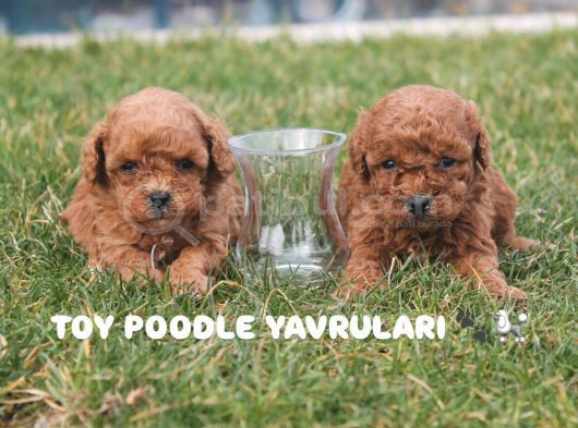 Üst Kali̇te Toy Poodle Yavrulari görsel