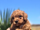 Safkan Red Brown Toy Poodle  Sağlık Kontrollü