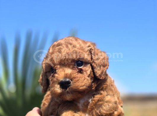 Safkan Red Brown Toy Poodle  Sağlık Kontrollü görsel