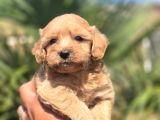 Peluş Görünümlü Teacup Maltipoo