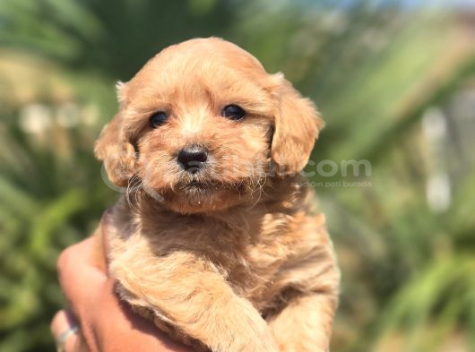 Teddy Bear Suratlı Maltipo Bebekler Teslime Hazır görsel