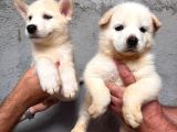 Kampanyalı Husky Yavrular