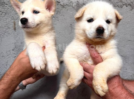 Kampanyalı Husky Yavrular görsel