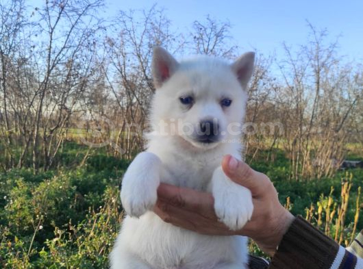 Kampanyalı Husky Yavrular görsel