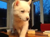 Kampanyalı husky yavrular