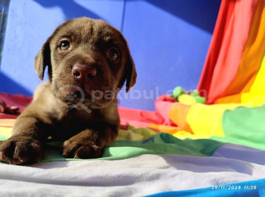 Üreti̇ci̇den A Plus Kali̇te Labrador Yavrular görsel