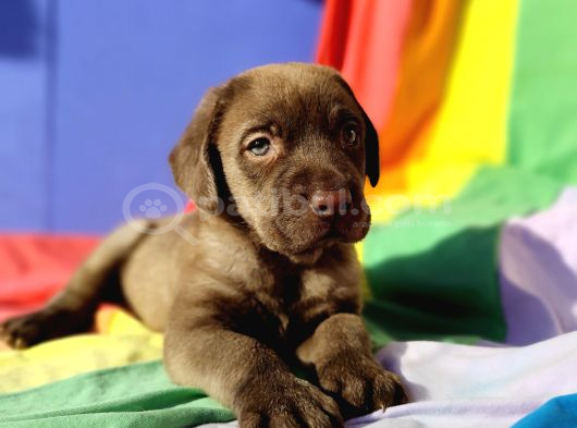 Üreti̇ci̇den A Plus Kali̇te Labrador Yavrular
