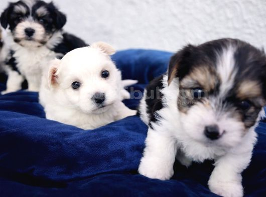 Muhteşem Orjinal Morkie görsel