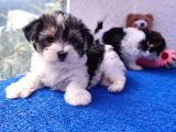 Muhteşem orjinal Morkie