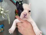 Maskeli Beyaz French Bulldog Yavruları