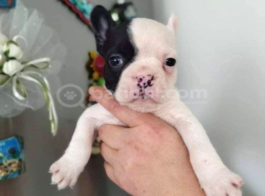 Maskeli beyaz french bulldog yavruları